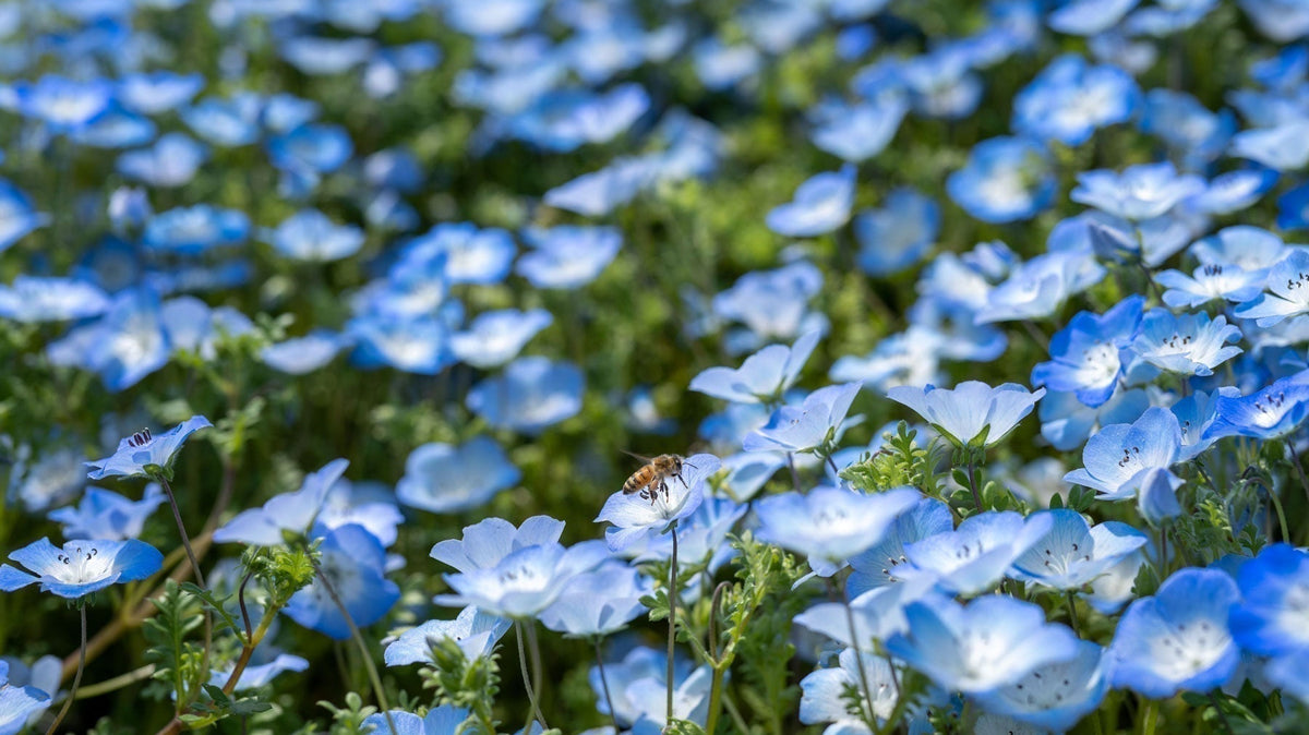 What Is Linen Made Of? The Fibre, Blends & Label Guide Luxmii